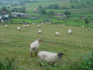 遠方まで見渡せる田園風景の中を歩く