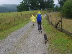 二匹の子犬がずっとおとなしくついてきた
