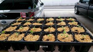 %e7%b4%80%e4%bc%8a%e9%96%80%e6%9d%be01dsc_0006