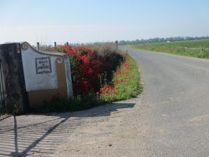 路傍に咲き乱れるアマポーラ