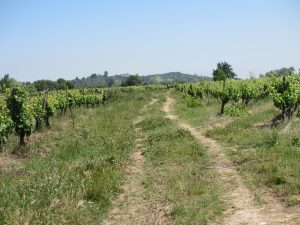 ぶどう畑の中の土道で両手にステッキを突いて歩く男に追い越された