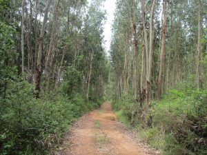ビダ・ベルデ 巡礼の道はユーカリ林の山道も