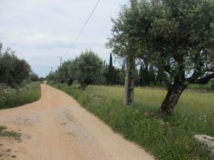 サンティアゴ方向の黄色い矢印とファティマ方向の青い矢印