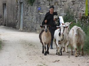 ザンブジュアルで整然と4頭の羊に先導された修道女とすれ違った。(一瞬修道女と見たが、黒ずくめの服装の女性をあと2人ばかり見かけたので、修道女ではないかもしれないかも)