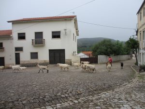 ザンブジュアルで羊の群れを放牧地に連れていく牧人